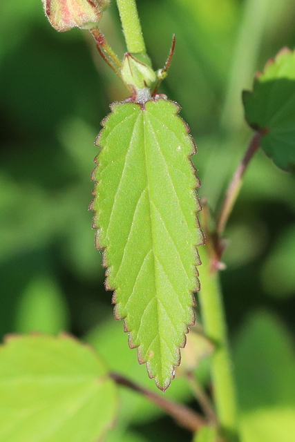 Sida spinosa - leaves