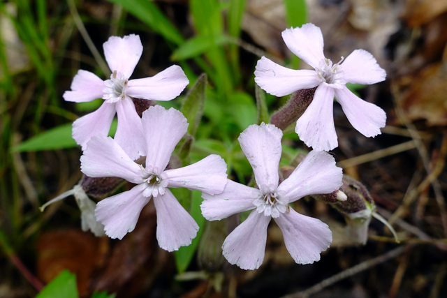 Silene caroliniana