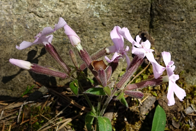 Silene caroliniana