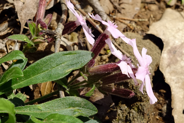 Silene caroliniana