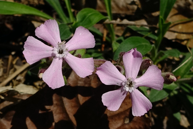 Silene caroliniana