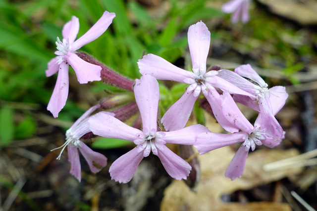 Silene caroliniana