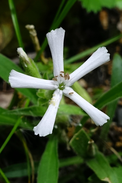 Silene caroliniana