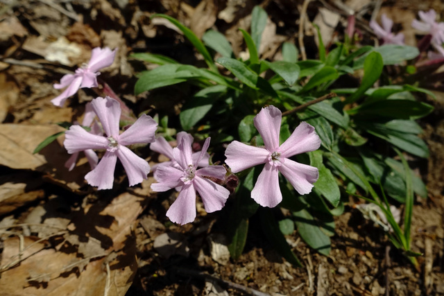 Silene caroliniana