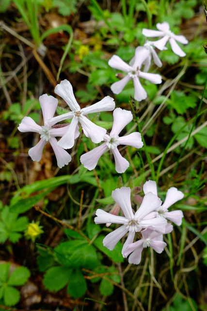 Silene caroliniana