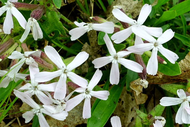 Silene caroliniana