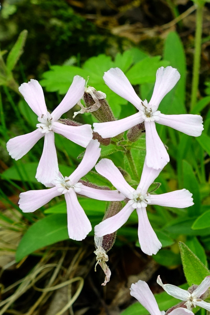 Silene caroliniana