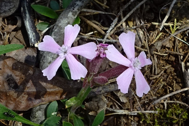 Silene caroliniana