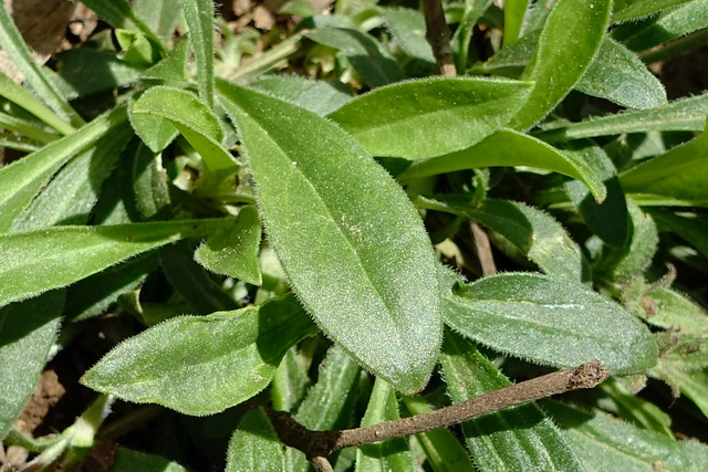 Silene caroliniana - leaves