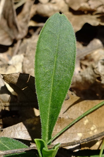 Silene caroliniana - leaves