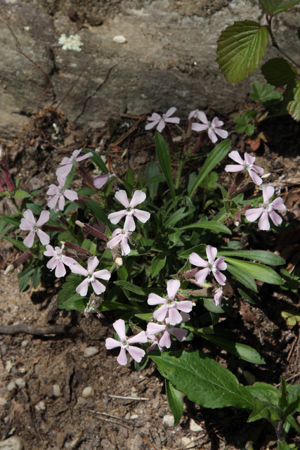 Silene caroliniana - plants