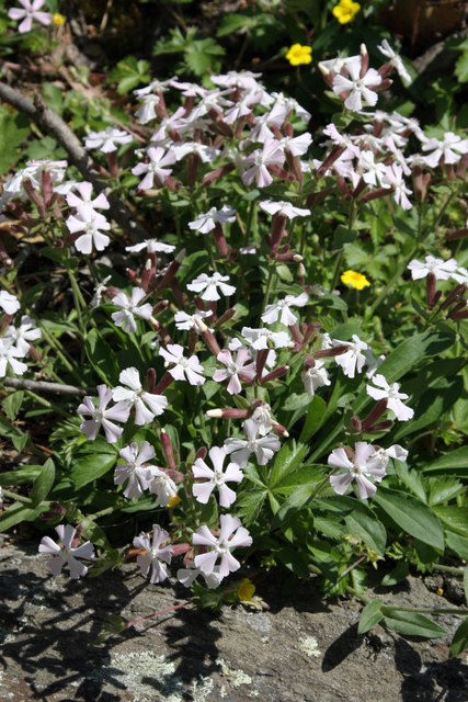 Silene caroliniana - plants