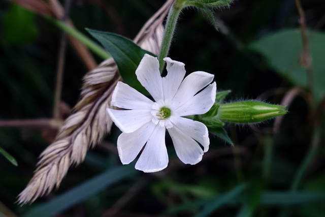 Silene latifolia