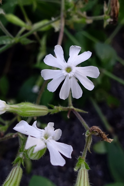 Silene latifolia