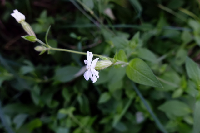 Silene latifolia