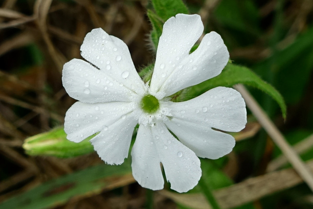 Silene latifolia