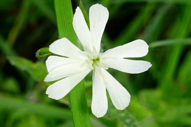 Silene latifolia