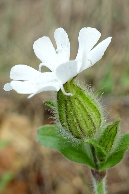 Silene latifolia