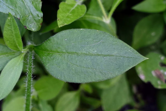 Silene latifolia - leaves