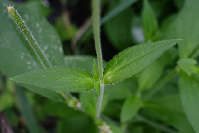 Silene latifolia - leaves