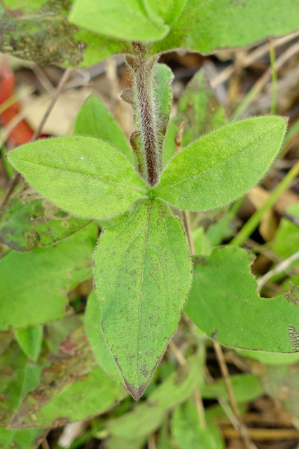 Silene latifolia - leaves