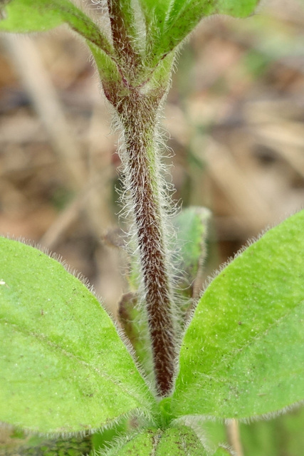 Silene latifolia - stem