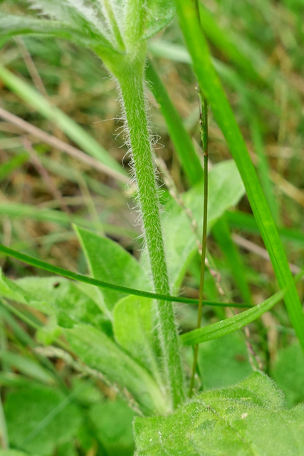 Silene latifolia - stem