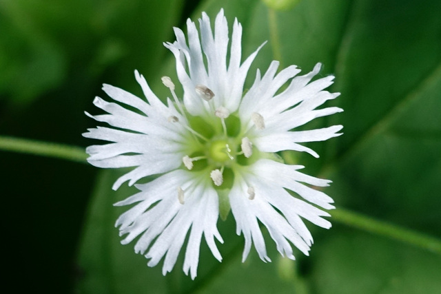 Silene stellata