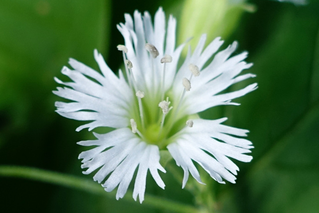 Silene stellata