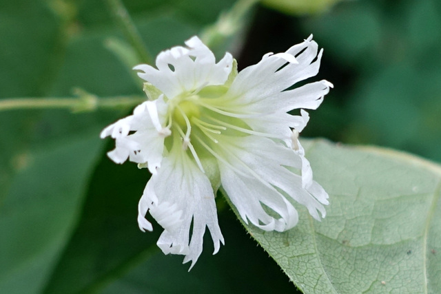 Silene stellata