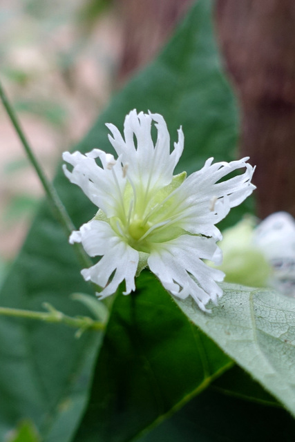 Silene stellata