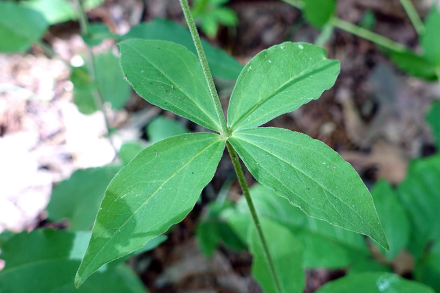 Silene stellata - leaves