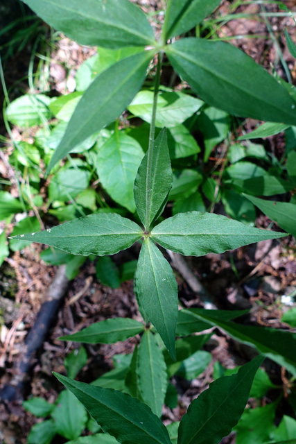 Silene stellata - leaves