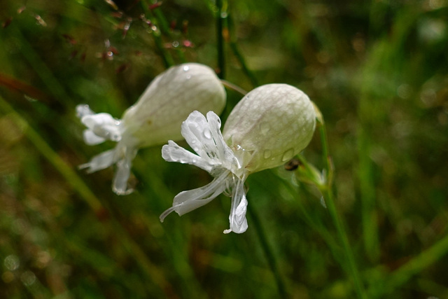 Silene vulgaris