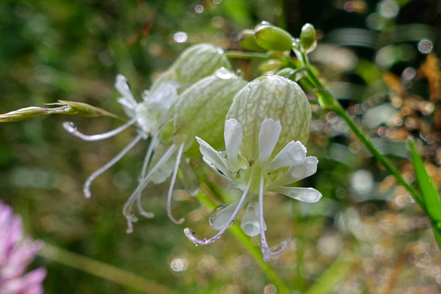 Silene vulgaris