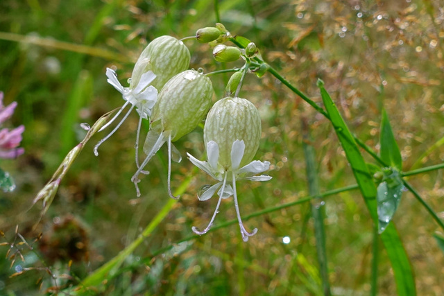 Silene vulgaris