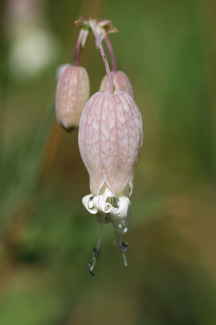 Silene vulgaris