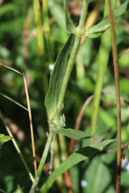 Silene vulgaris - leaves