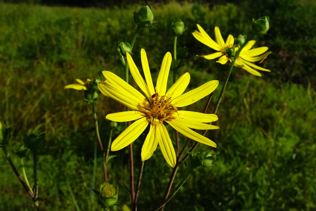 Silphium asteriscus