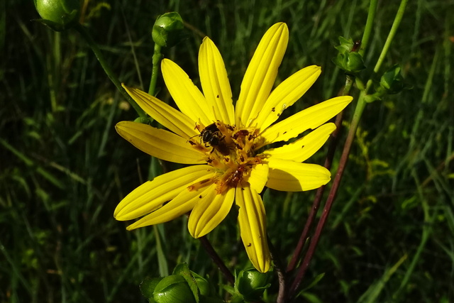 Silphium asteriscus