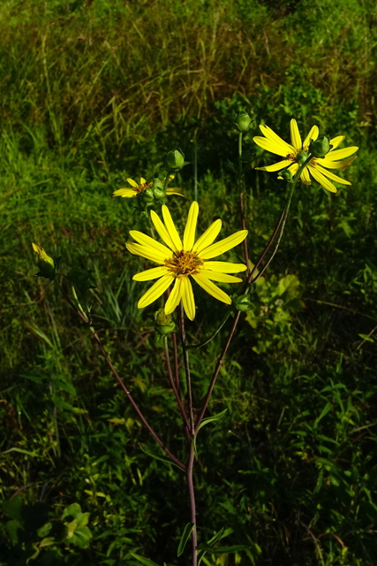 Silphium asteriscus