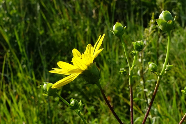 Silphium asteriscus