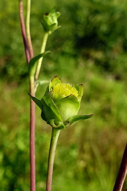 Silphium asteriscus