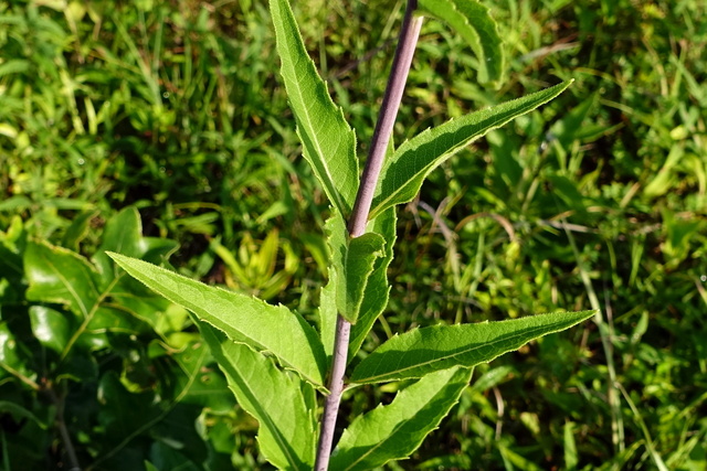 Silphium asteriscus - leaves