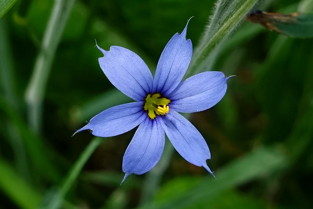 Sisyrinchium angustifolium