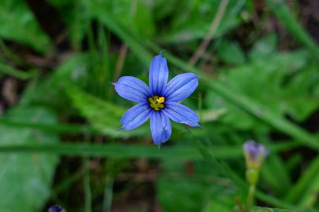 Sisyrinchium angustifolium