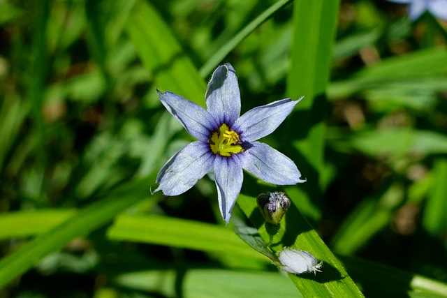 Sisyrinchium angustifolium