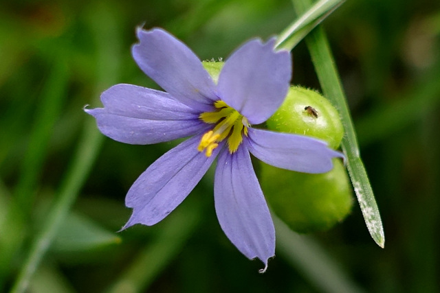 Sisyrinchium angustifolium