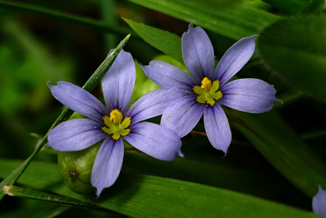 Sisyrinchium angustifolium