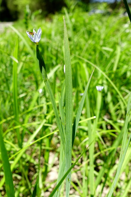 Sisyrinchium angustifolium - leaves